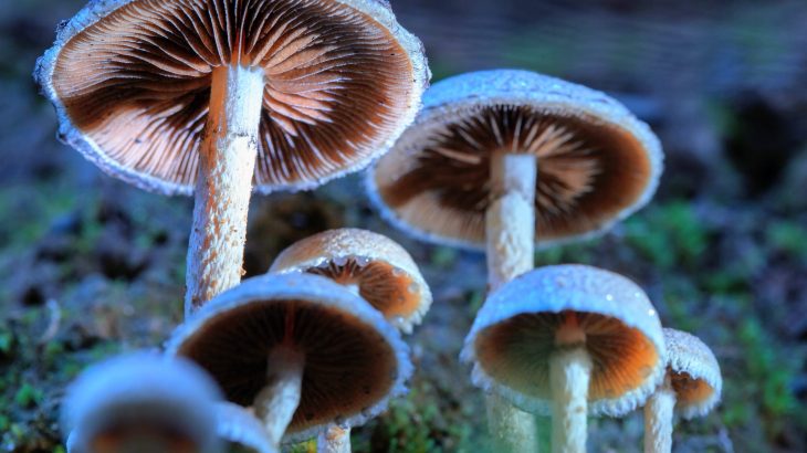 Single dose of psilocybin relieves OCD symptoms for weeks
