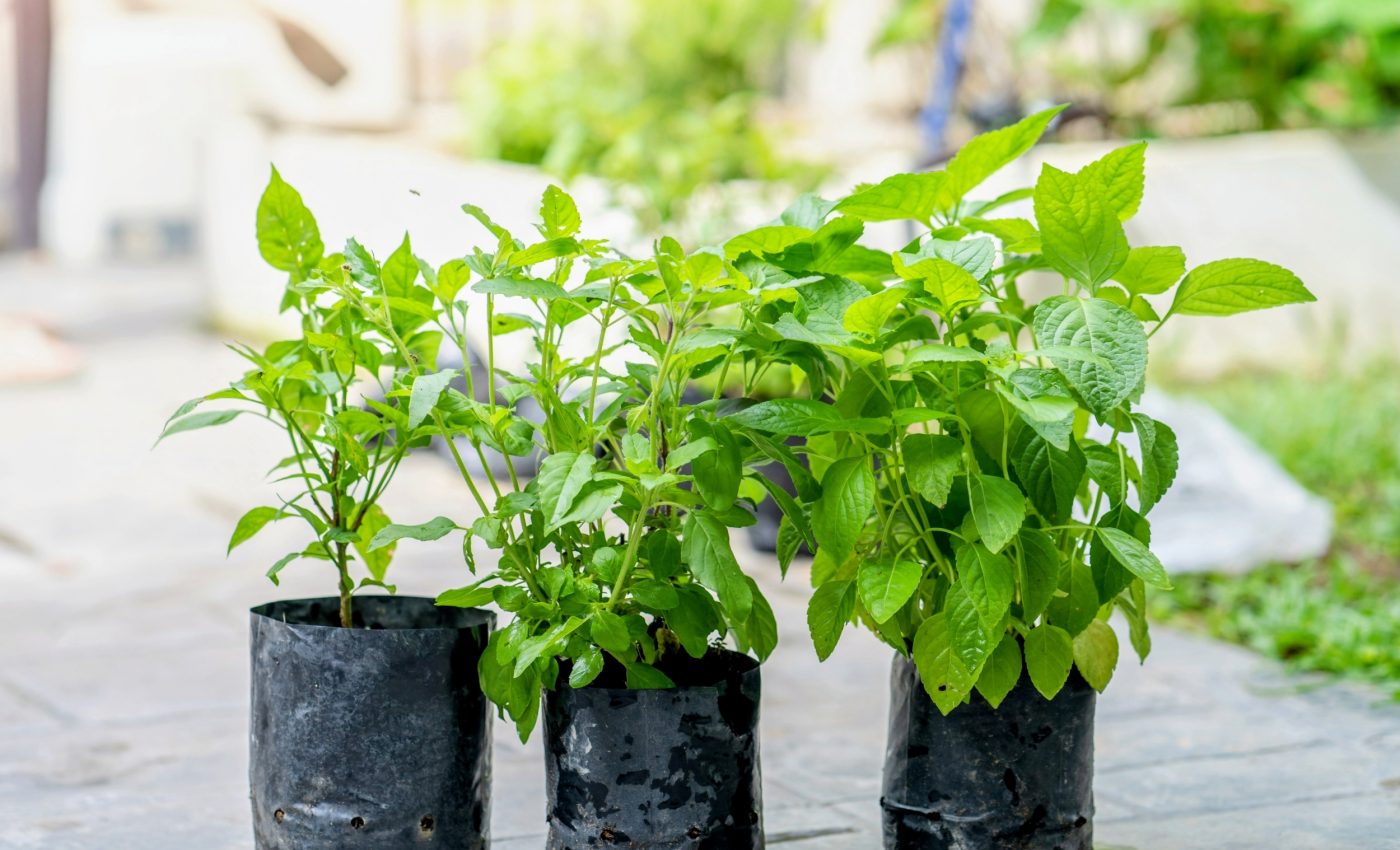 Growing a cooler city: New checklist helps you green your space