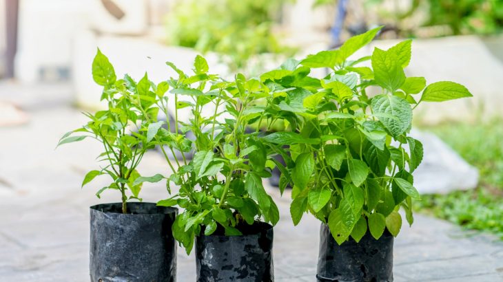 Growing a cooler city: New checklist helps you green your space