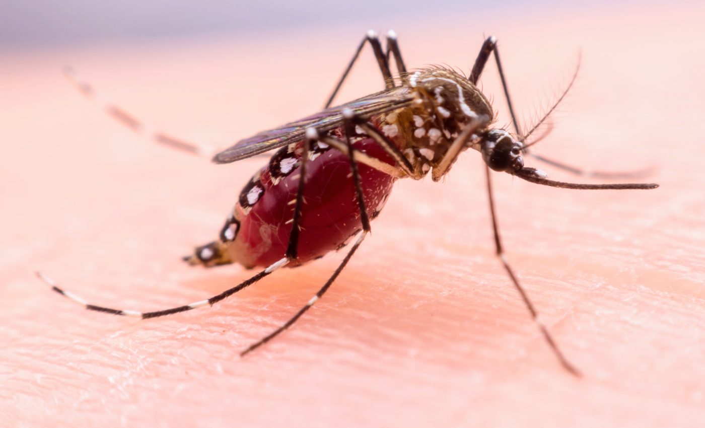 Scientists mapped every cell of the world’s most dangerous animal