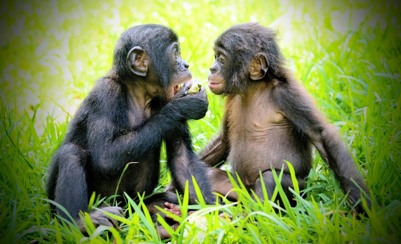 Great apes keep their closest friends close, just like humans