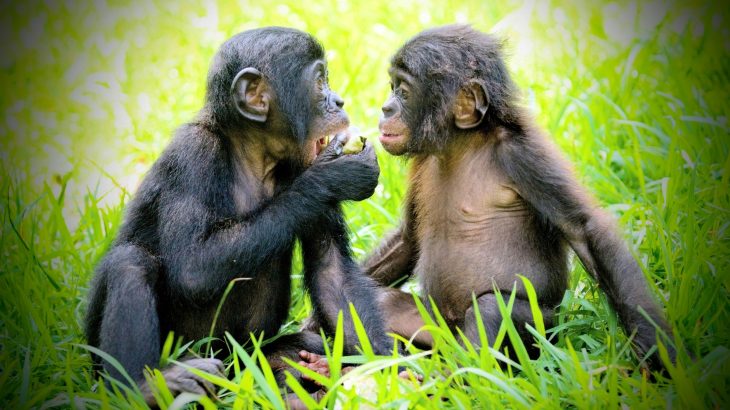 Great apes keep their closest friends close, just like humans