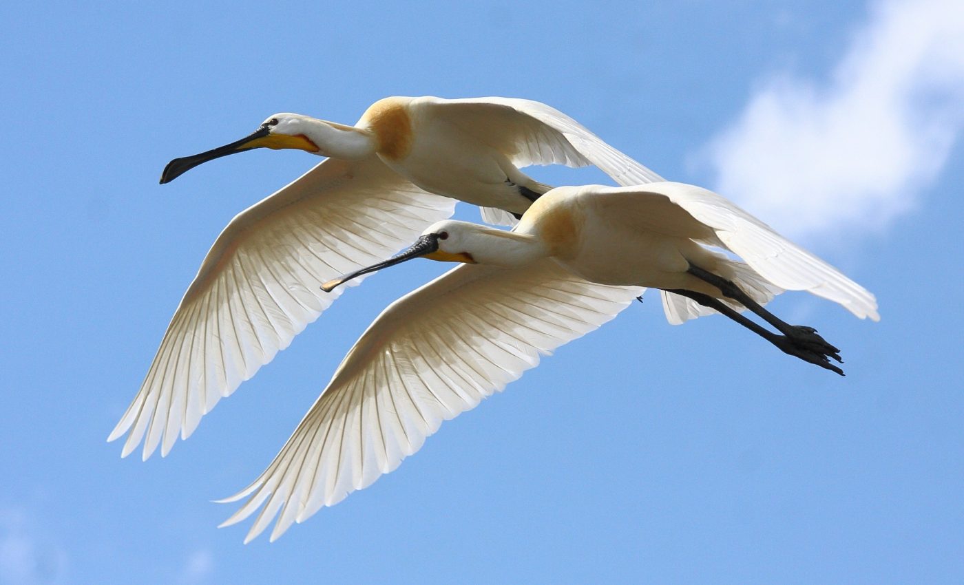 Humans now move more than all wild animals combined