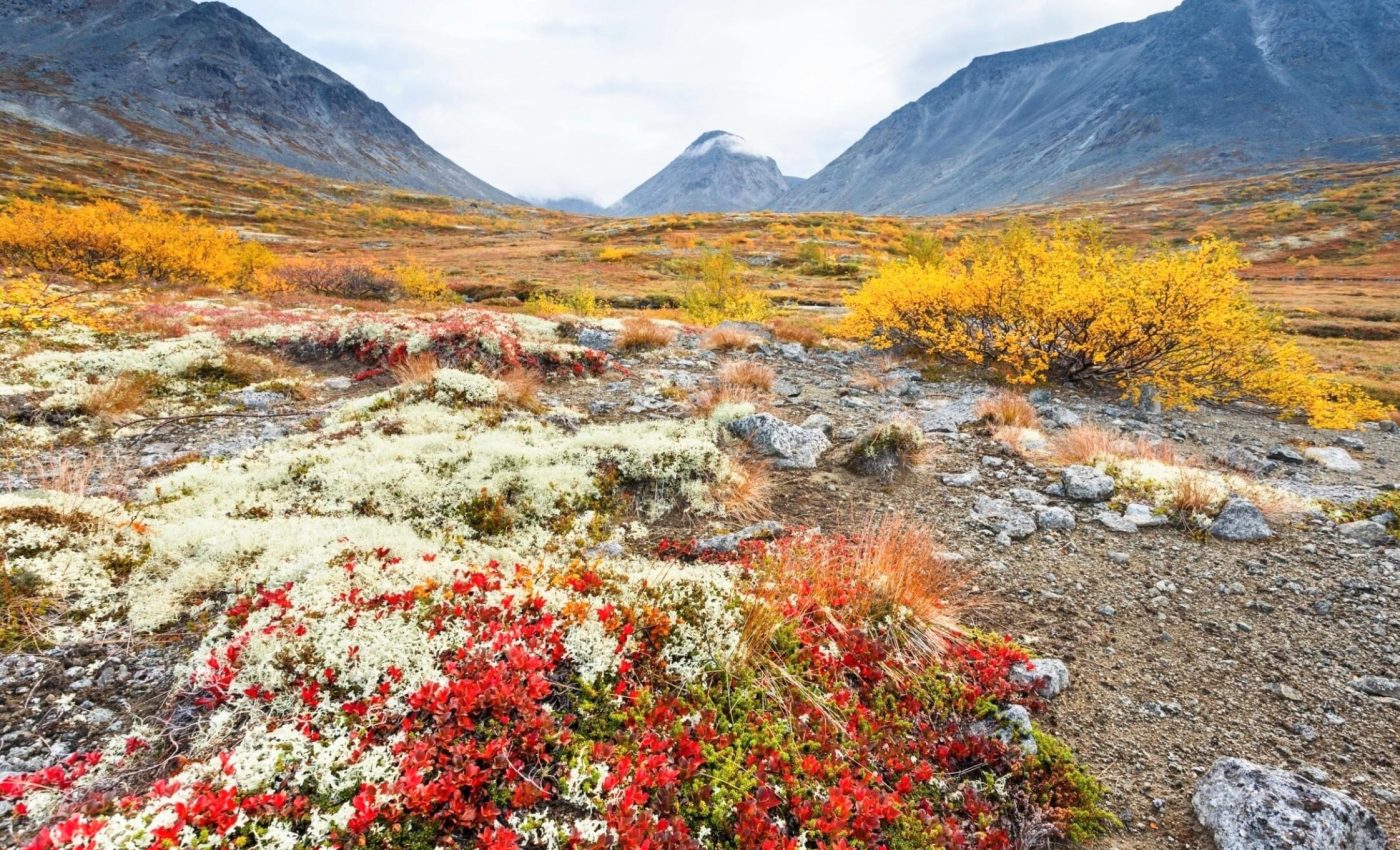 Ancient lichens paved the way for Earth’s first forests