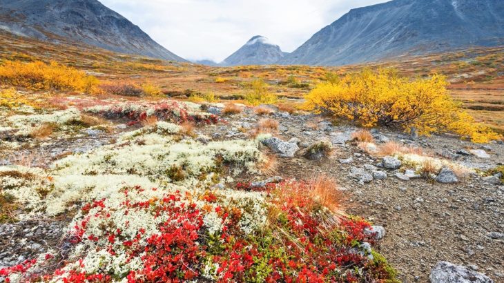 Ancient lichens paved the way for Earth’s first forests