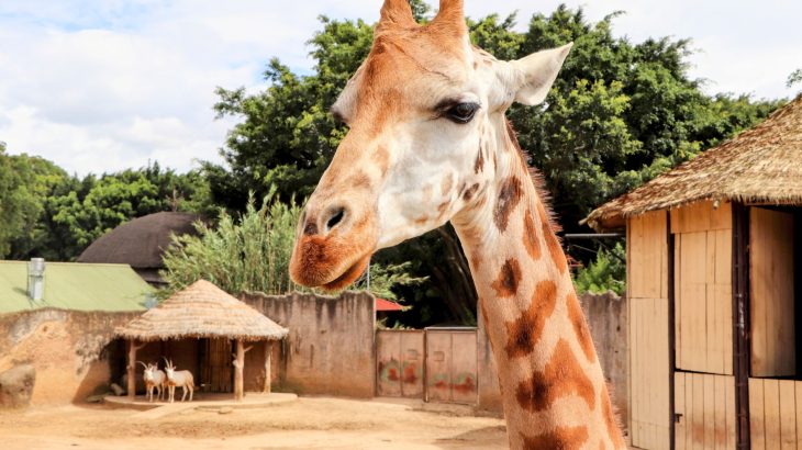 Why America’s zoo giraffes can’t save their wild cousins