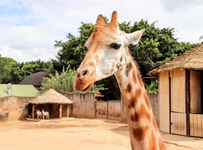 Why America’s zoo giraffes can’t save their wild cousins