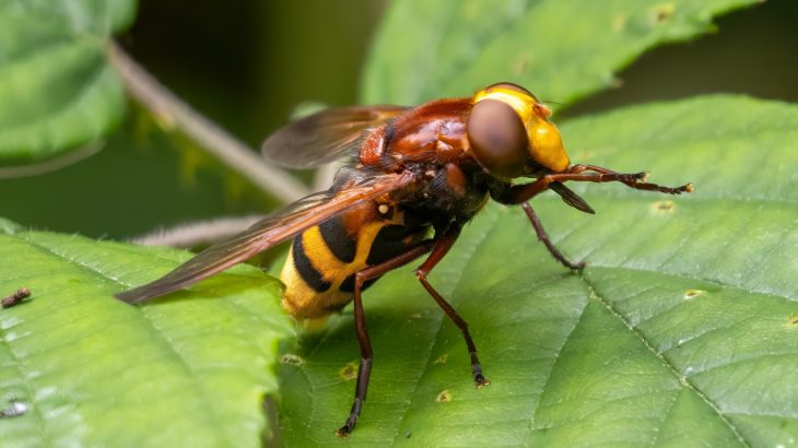 Night skies are going quiet - radar reveals steep insect declines