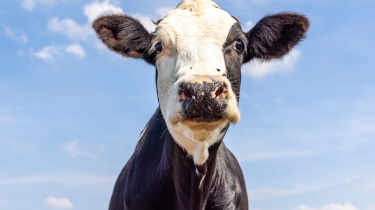Dairy barn of the future: What if cows could choose where to go?