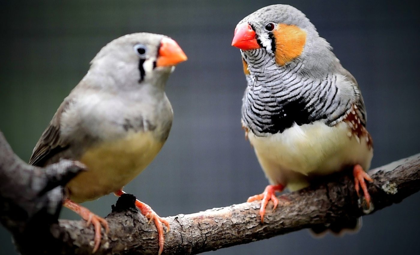 Do birds understand language? Zebra finches reveal the answer