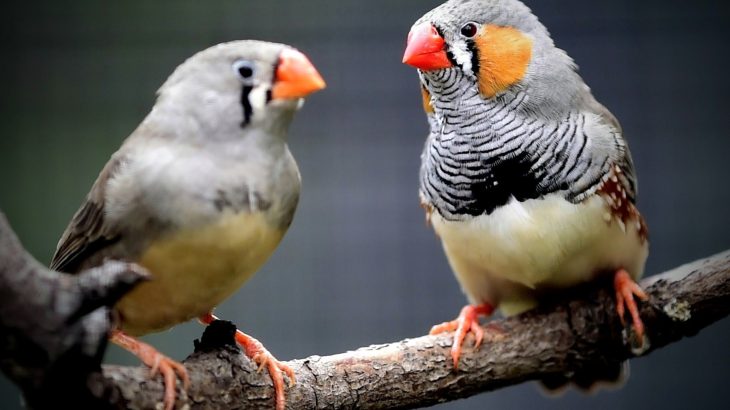 Do birds understand language? Zebra finches reveal the answer