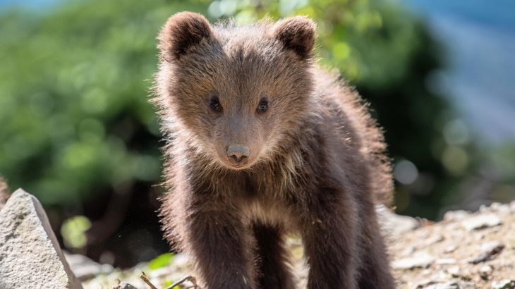 Why some animals got big brains and others didn’t