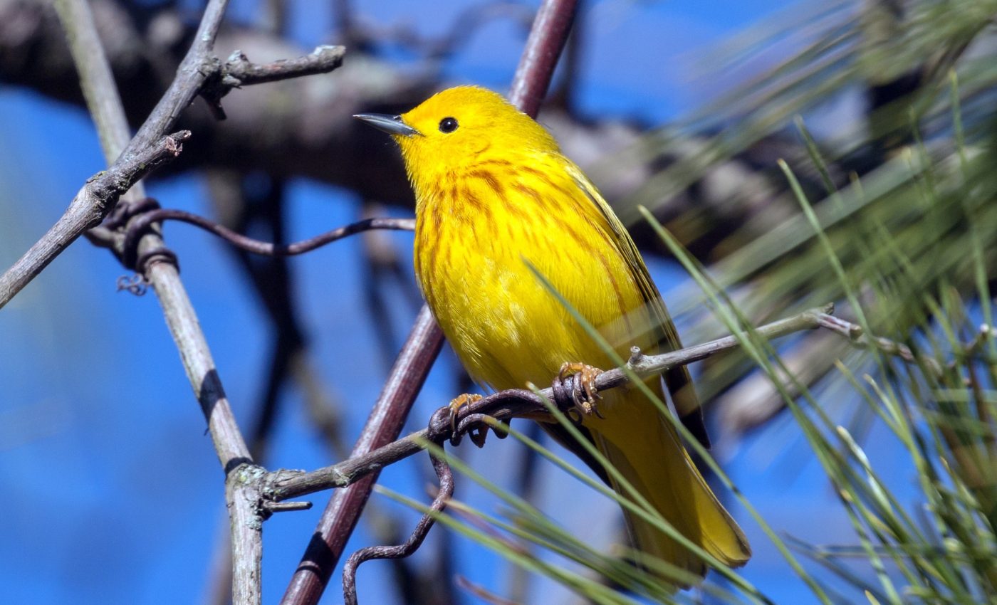 Why some 'lost' birds took a wrong turn - on purpose