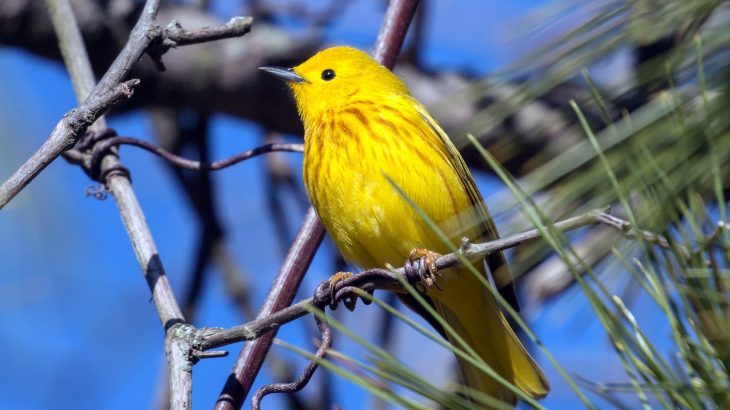Why some 'lost' birds took a wrong turn - on purpose