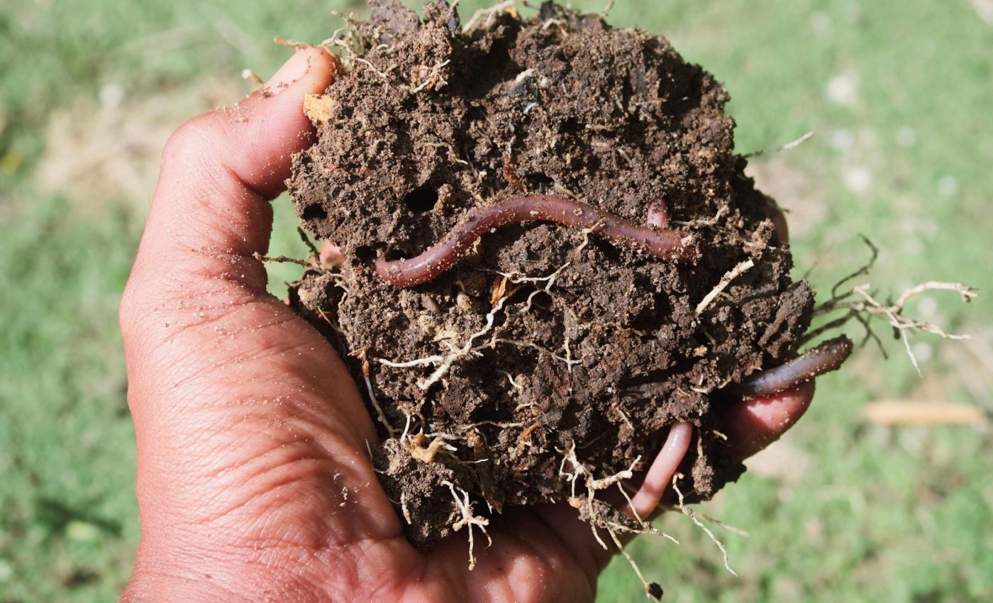 Earthworms help revive plants in plastic-polluted soil