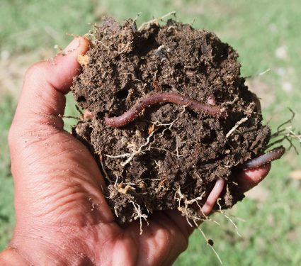 2025/11/Earthworms-soil.jpg