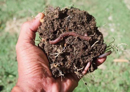 2025/11/Earthworms-soil.jpg