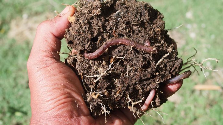 Earthworms help revive plants in plastic-polluted soil