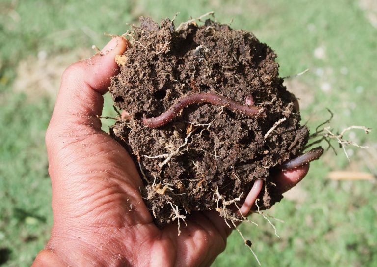 2025/11/Earthworms-soil.jpg