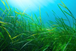 2025/11/Seagrass-carbon-32.jpg