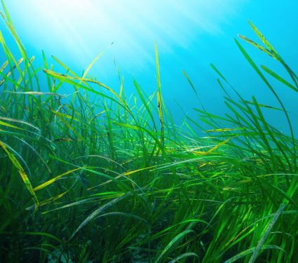 2025/11/Seagrass-carbon-32.jpg