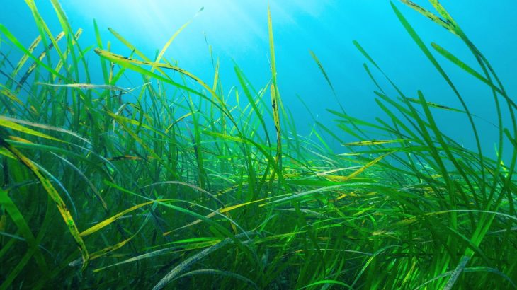 Seagrass meadows turn out to be massive living carbon banks