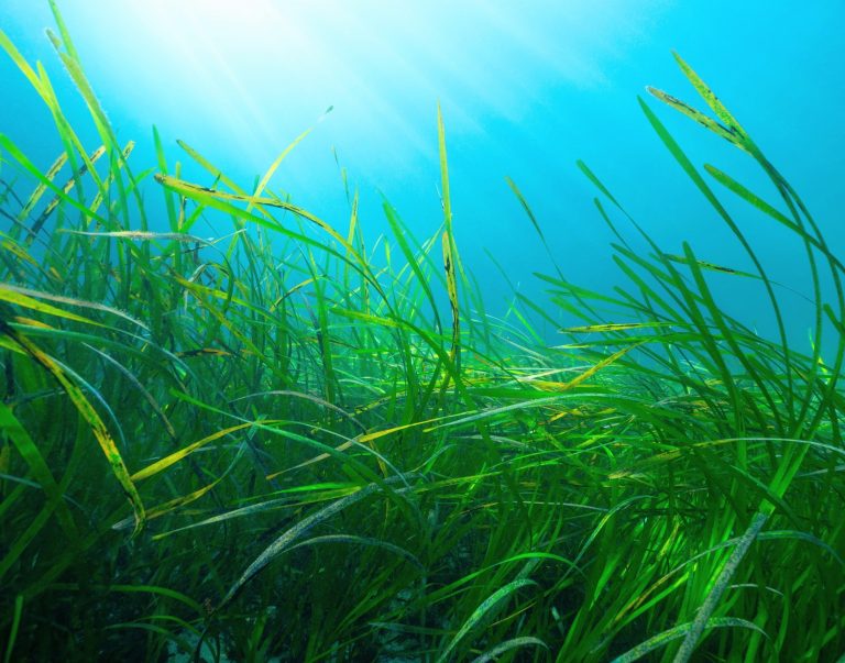 2025/11/Seagrass-carbon-32.jpg