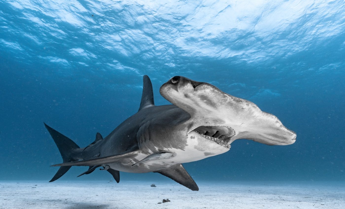 Traces of lost hammerhead sharks discovered in ocean water