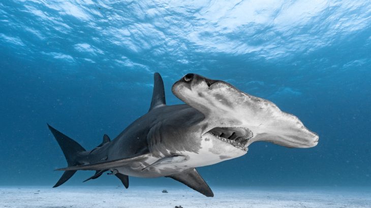 Traces of lost hammerhead sharks discovered in ocean water