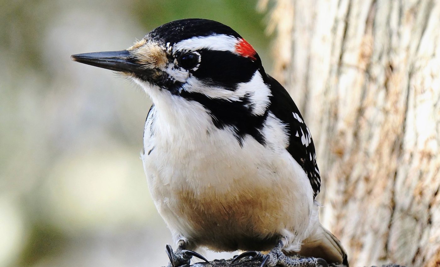 How woodpeckers turn their entire bodies into hammers