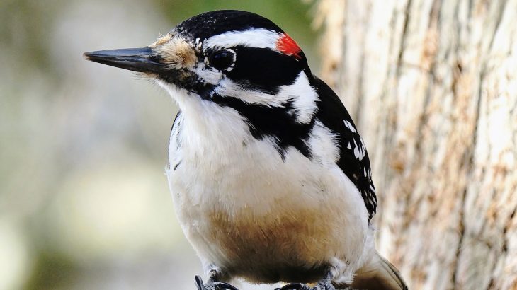 How woodpeckers turn their entire bodies into hammers