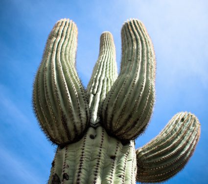 2025/11/Desert-cactus.jpg