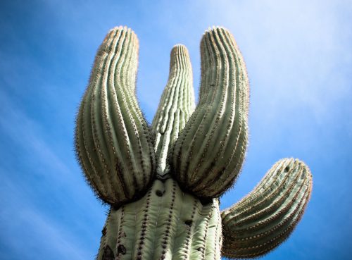 2025/11/Desert-cactus.jpg