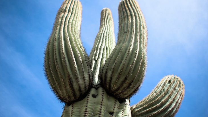 Giant cactus plants ‘loosen up’ to bend with the desert wind