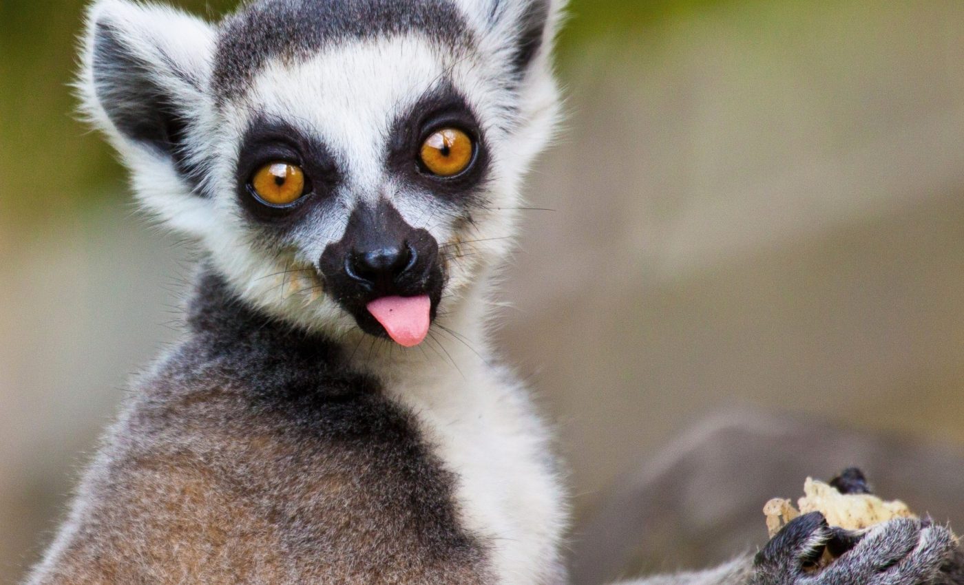 Saliva evolved in primates to fit their diets and lifestyles