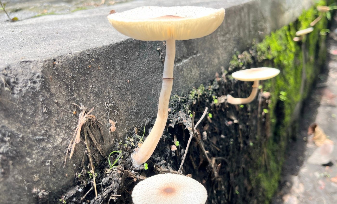 City fungi are evolving to survive the heat - and possibly infect humans