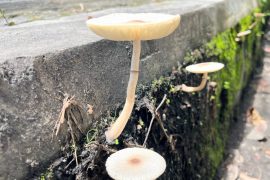 2025/11/City-fungi.jpg