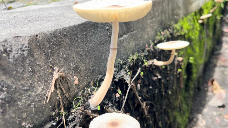 City fungi are evolving to survive the heat - and possibly infect humans