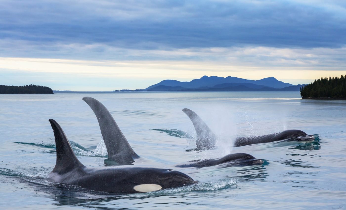 West Coast killer whales have two distinct groups that don’t mix