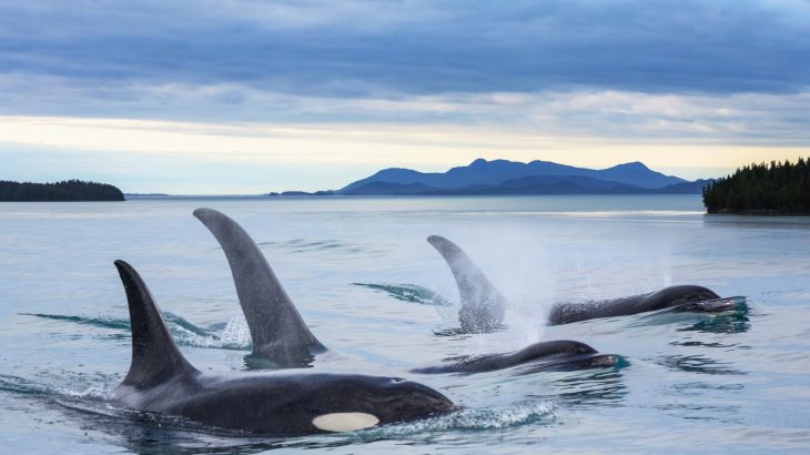 West Coast killer whales have two distinct groups that don’t mix