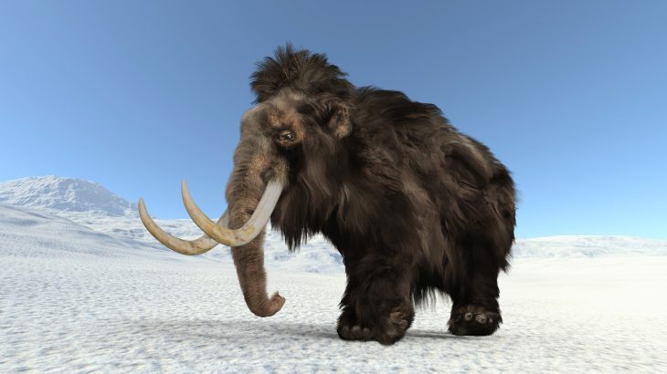 How a single tooth is rewriting where mammoths once roamed