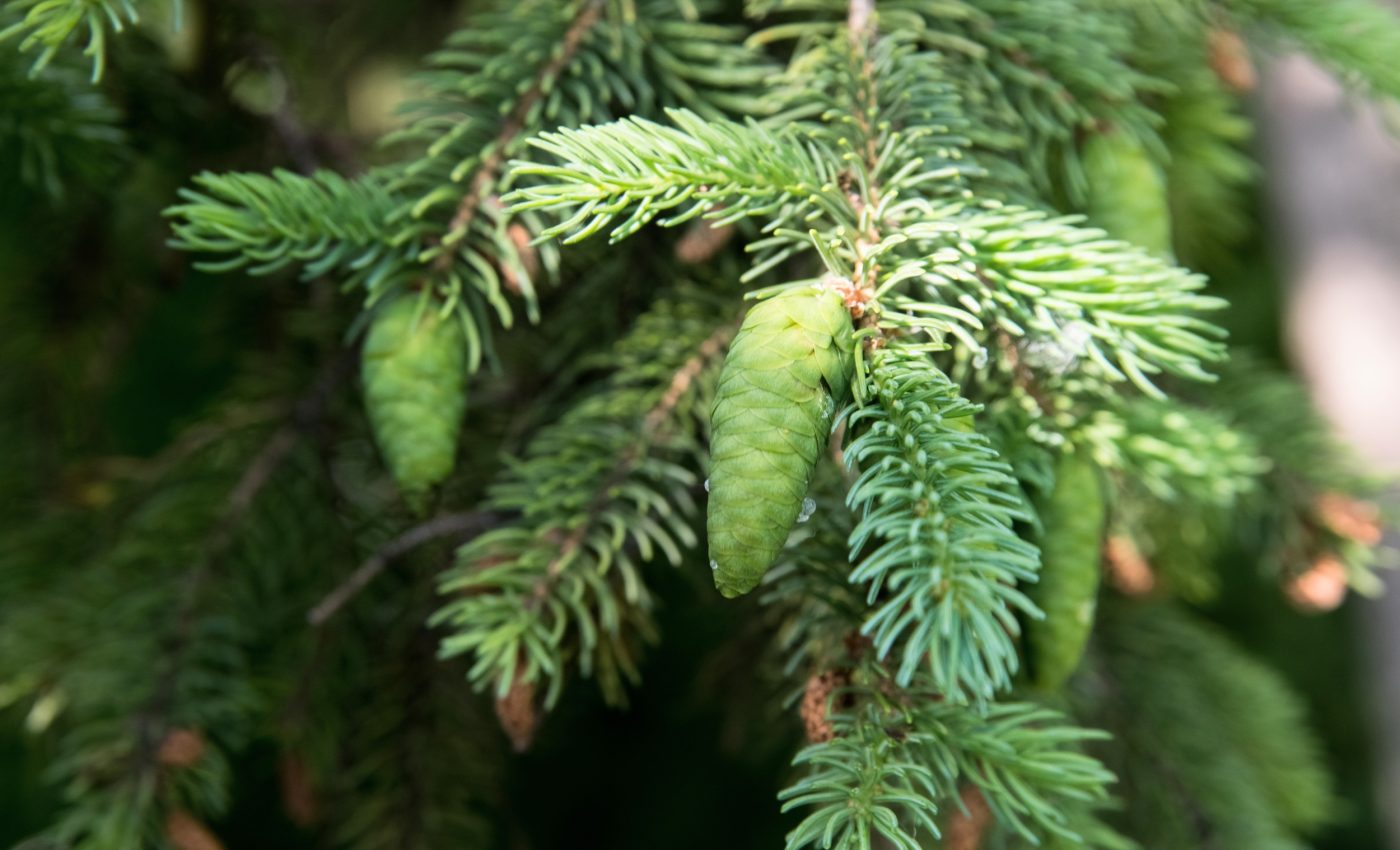 Hidden pressure is pushing Douglas-fir harvests decades earlier