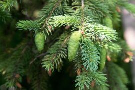 2025/11/Douglas-fir-harvest.jpg