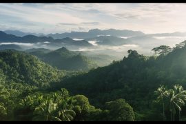 Amazon peatland under siege by gold miners