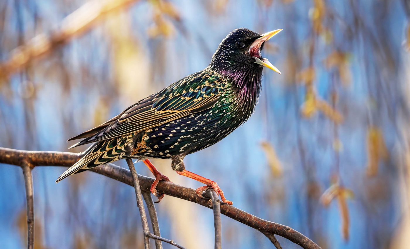 Some birds can imitate robot sounds, like R2-D2, as well as human voices