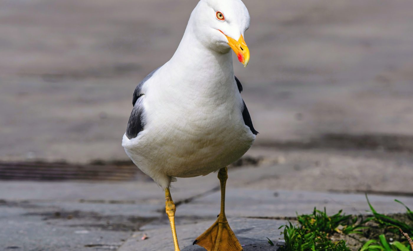 Want gulls to back off? Here's how to talk to them