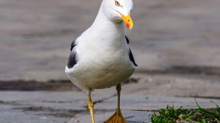 Want gulls to back off? Here's how to talk to them