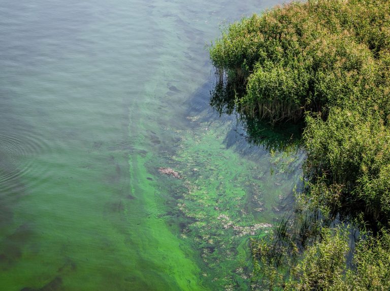 2025/11/Cyanobacteria.jpg