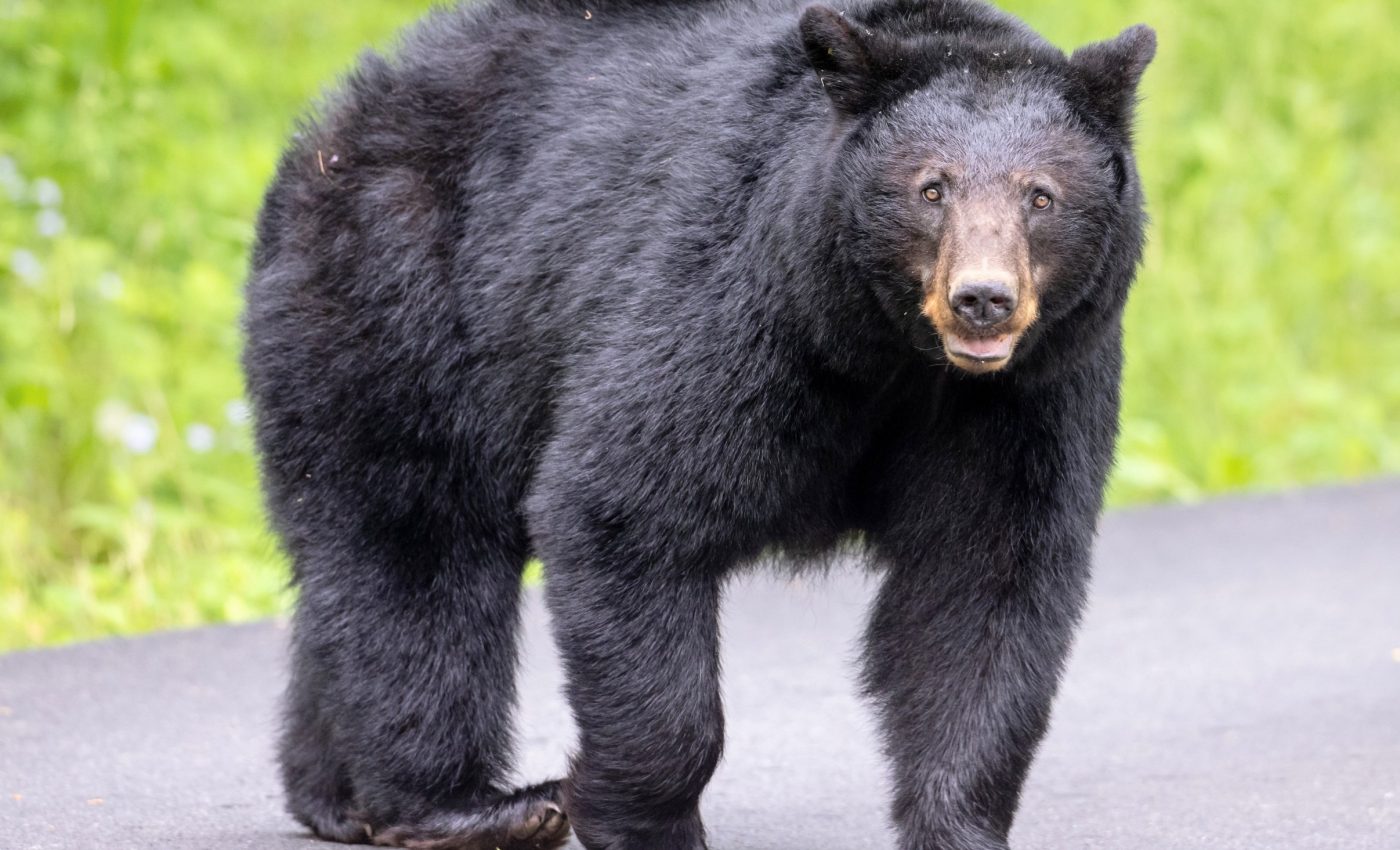 Droughts are escalating conflicts between people and wildlife