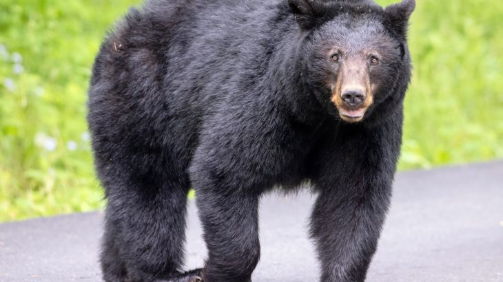 Droughts are escalating conflicts between people and wildlife